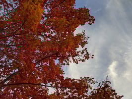 Red leaves against a blue/grey sky