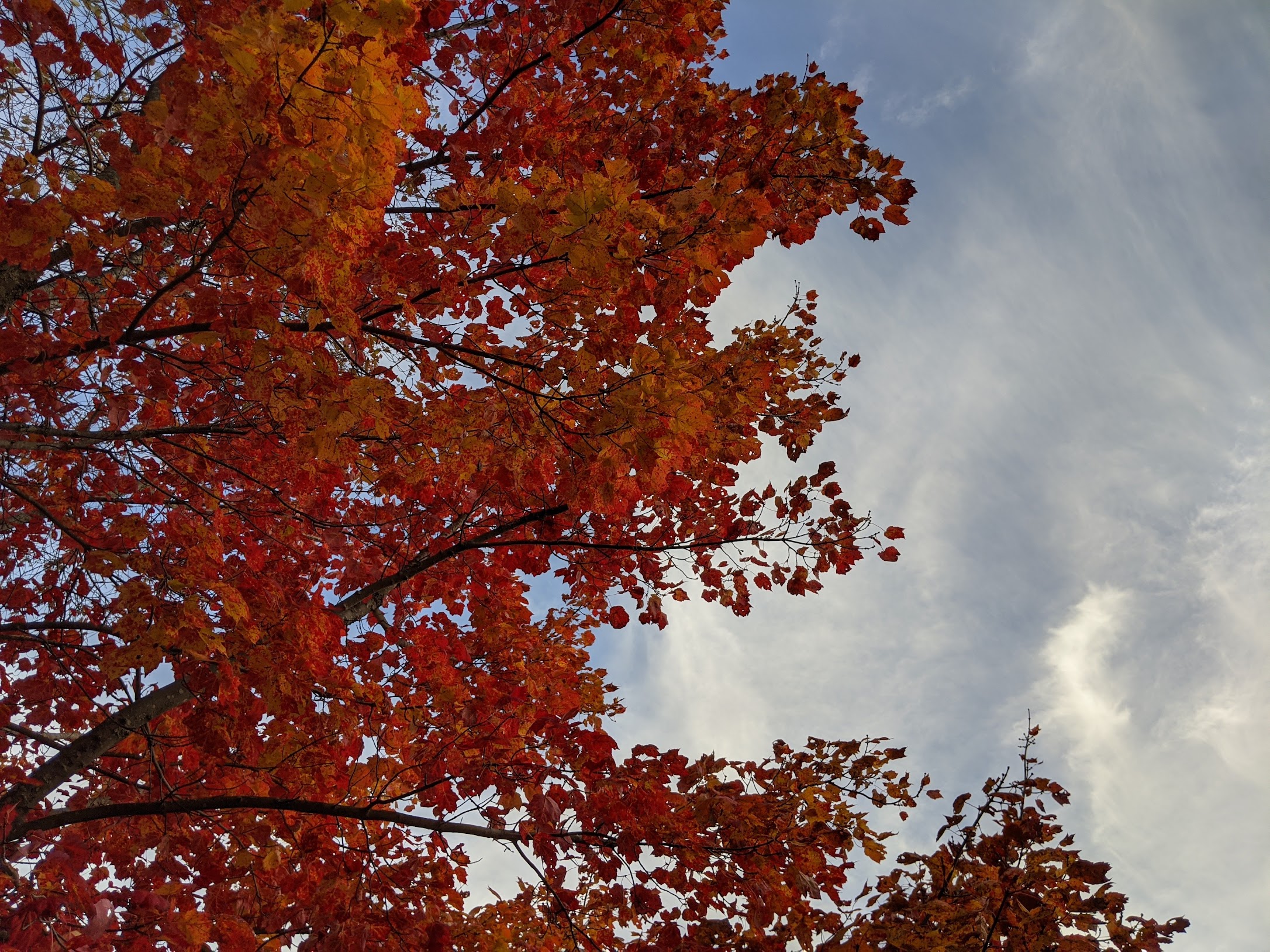 Red leaves against a blue/grey sky